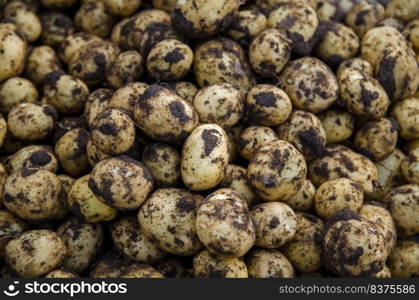 A pile of fresh young potatoes. Freshly dug potatoes with soil dirt. Harvesting, harvest. Agricultural food production and farming. Gardening. Growing organic potato vegetables on the farm.