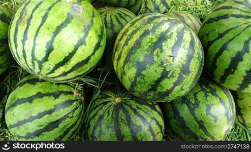 A pile of ripe watermelon fruits in the summer