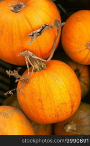 A pile of small, orange pumpkins sit at a farmer’s market in fall.. Small Orange Pumpkins