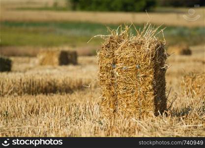 A pile of straw after harvesting wheat in a field