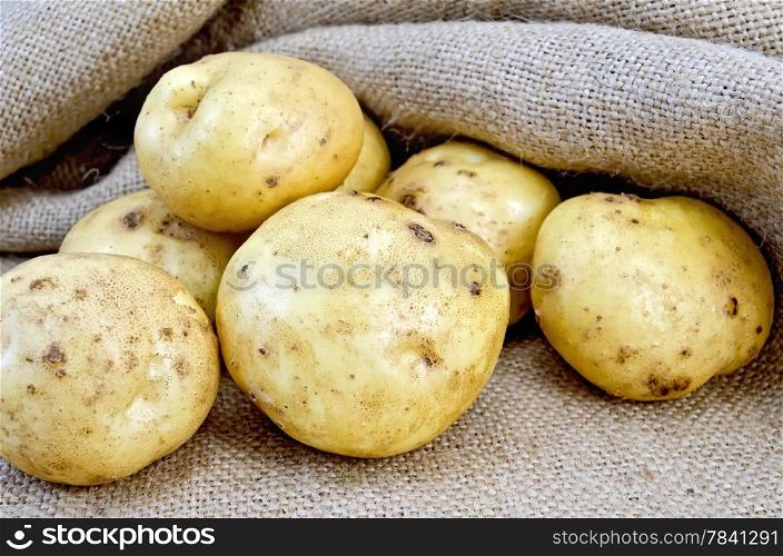 A pile of yellow potato tubers on burlap background