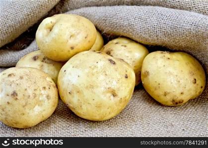 A pile of yellow potato tubers on burlap background