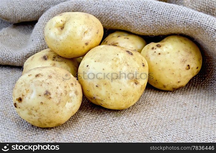 A pile of yellow potato tubers on sacking