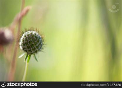 A pincushion flower seedhead floats against a peaceful green background in a summer garden.. Pincushion Flower Seedhead