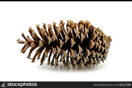 a pine cone dry on white background