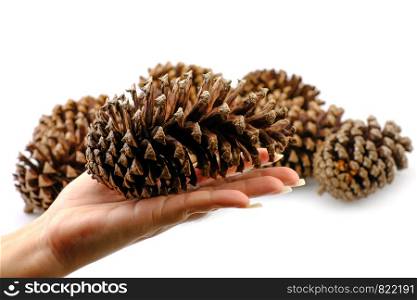 a pine cone dry on white background