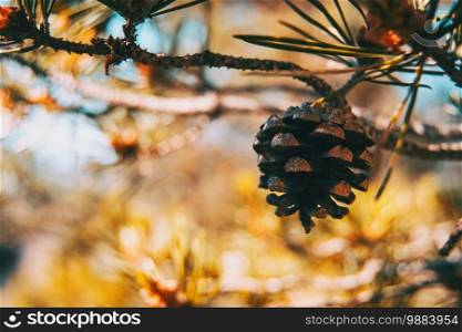 a pine cone on a tree in the middle of nature illuminated by sunlight