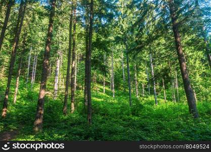 a pine forest in the Carpathian Mountains