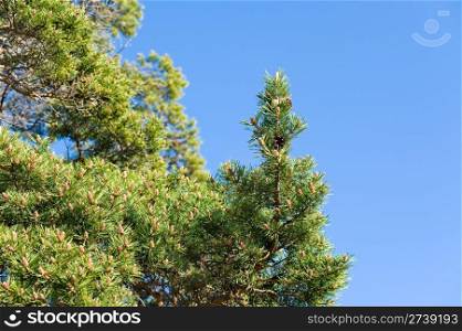 a pine tree with unripe pink cones