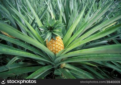 a pineapple plantation on the Island Praslin of the seychelles islands in the indian ocean. INDIAN OCEAN SEYCHELLES PINEAPPLE PLANTATION