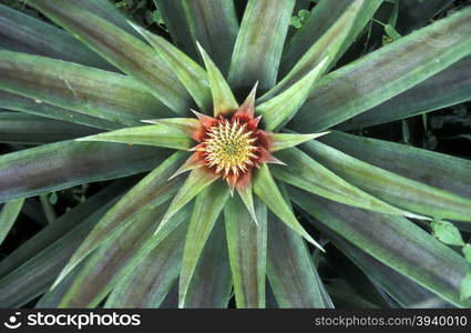 a pineapple plantation on the Island Praslin of the seychelles islands in the indian ocean. INDIAN OCEAN SEYCHELLES PINEAPPLE PLANTATION