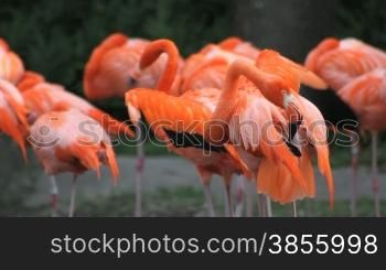 A pink American Flamingo with its flock, grooming itself