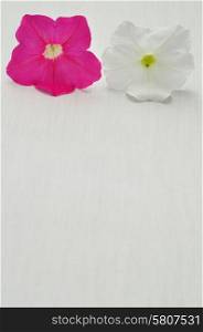 A pink and white petunia isolated on a white background