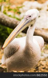 A Pink-backed Pelican or Pelecanus rufescens portrait