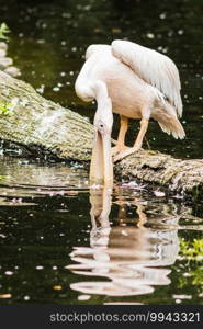 A Pink-backed Pelican or Pelecanus rufescens portrait