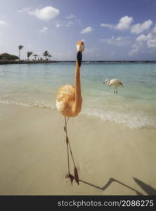 A pink flamingo on a sandy beach in Aruba on a bright, sunny day.