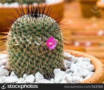 A pink flower cactus mammillaria in the clay pot