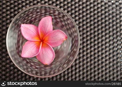A pink franginpani flower in a glass