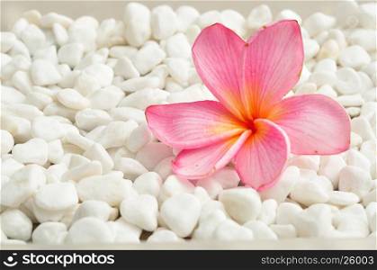 A pink frangipani flower isolated on a white pebble background