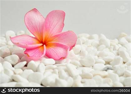 A pink frangipani flower isolated on a white pebble background