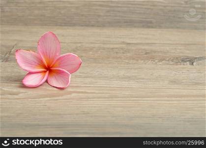 A pink frangipani flower isolated on a wooden background