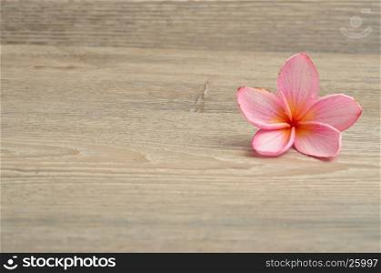 A pink frangipani flower isolated on a wooden background