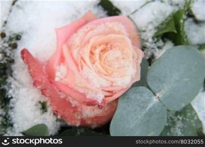 A Pink, frozen rose in the snow, decorated with eucalyptus