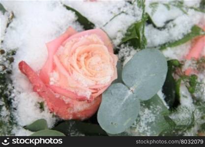 A Pink, frozen rose in the snow, decorated with eucalyptus