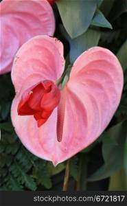 A pink, heartshaped anthurium and a red tulip