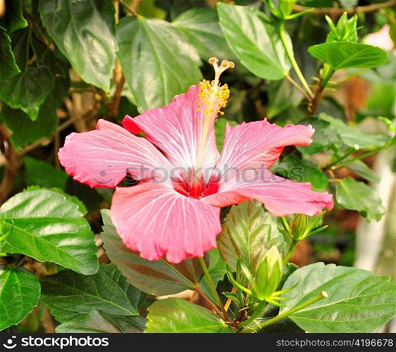a pink hibiscus flower , close up
