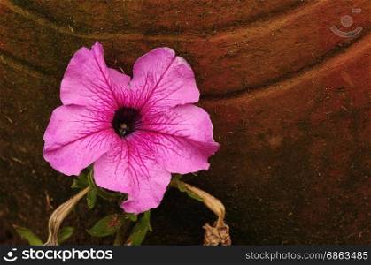 A pink petunia in a garden