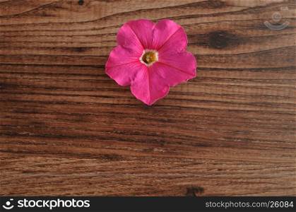 A pink petunia isolated on a wooden background