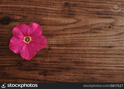 A pink petunia isolated on a wooden background