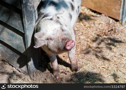 A pink pig in a farm&rsquo;s hutch