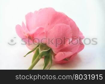 A pink rose as seen from the other side