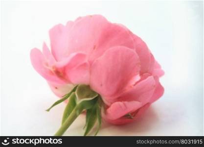 A pink rose as seen from the other side