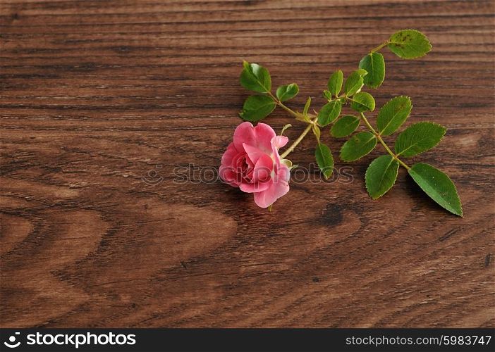 A pink rose isolated against a wooden background