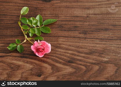 A pink rose isolated against a wooden background