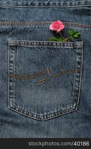 A pink rose sticking out of a back pocket of a denim jean