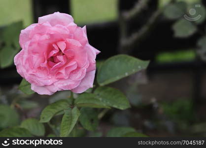 A pink rose with shallow depth of field