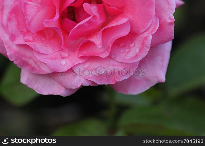 A pink rose with shallow depth of field
