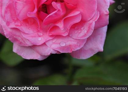 A pink rose with shallow depth of field