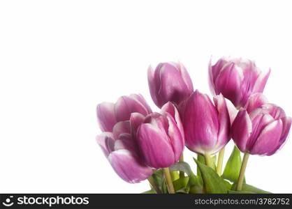 a pink tulip on a white background
