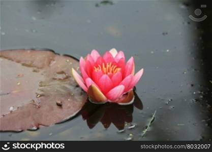 A pink water lily and giant leaf floating in a pond