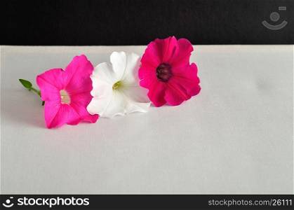 A pink, white and violet petunia isolated on a black and white background