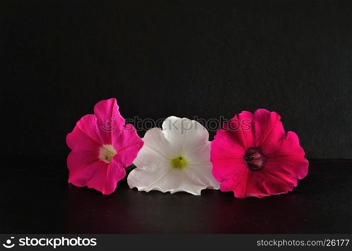 A pink, white and violet petunia isolated on a black background