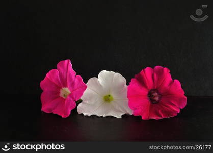 A pink, white and violet petunia isolated on a black background