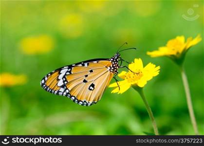 a plain tiger butterfly perching on a flower