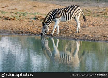 A plains zebra (Equus burchelli) drinking water, Mkuze game reserve, South Africa