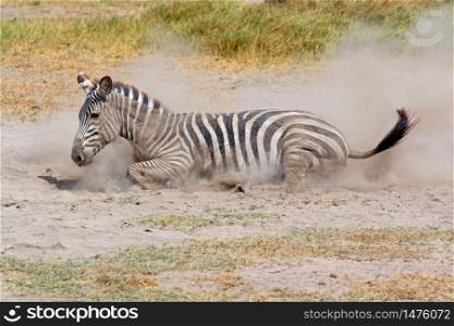 A plains zebra (Equus burchelli) rolling in dust, Amboseli National Park, Kenya